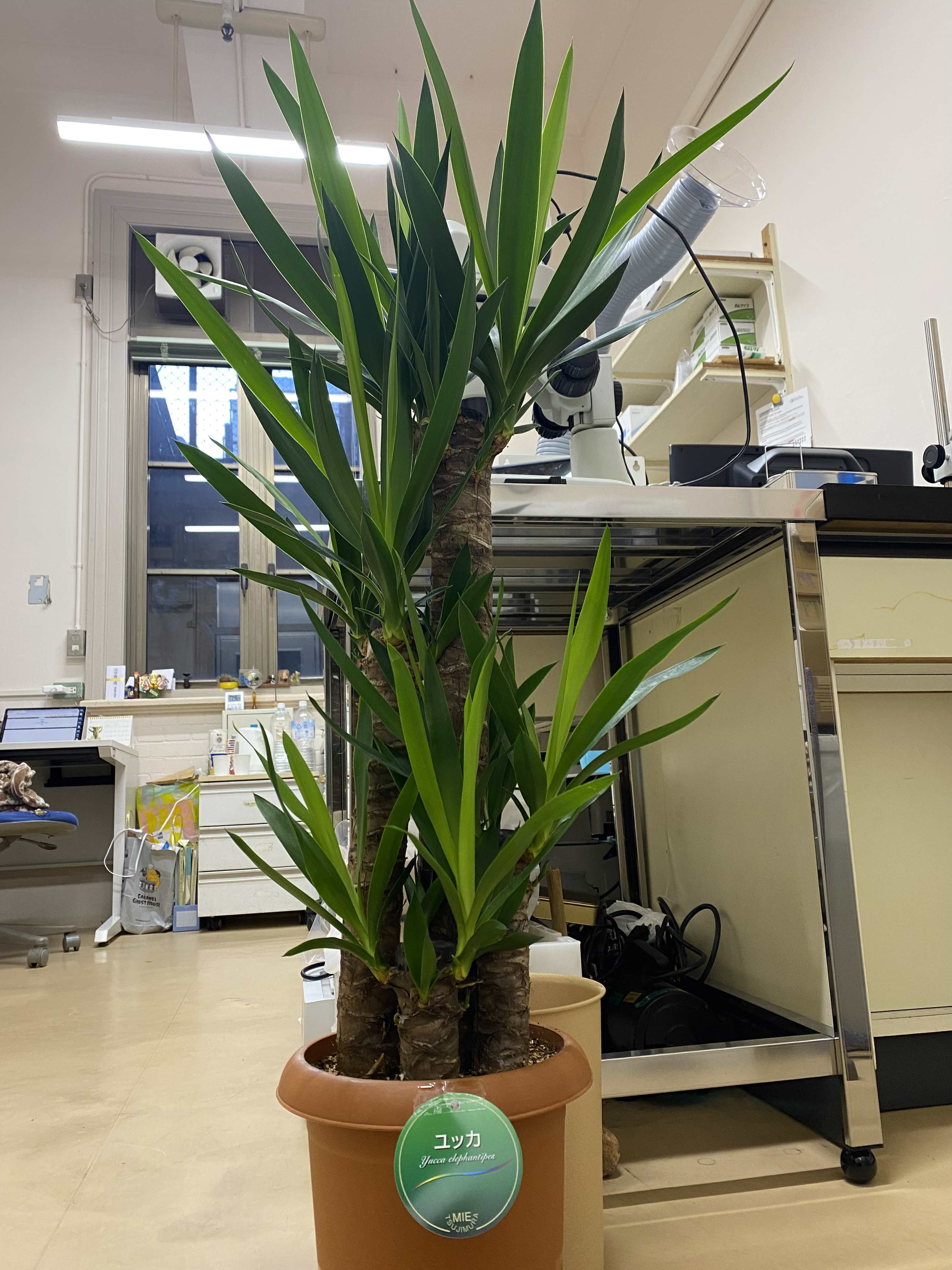 Yucca
